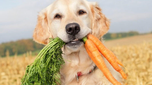 Cómo Ayudar a tu Perro con Problemas Digestivos: Remedios Naturales para la Diarrea