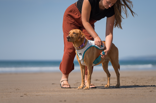 Cómo proteger a tu perro del calor en verano