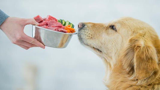 Beneficios del BARF: Explorando la alimentación natural para perros