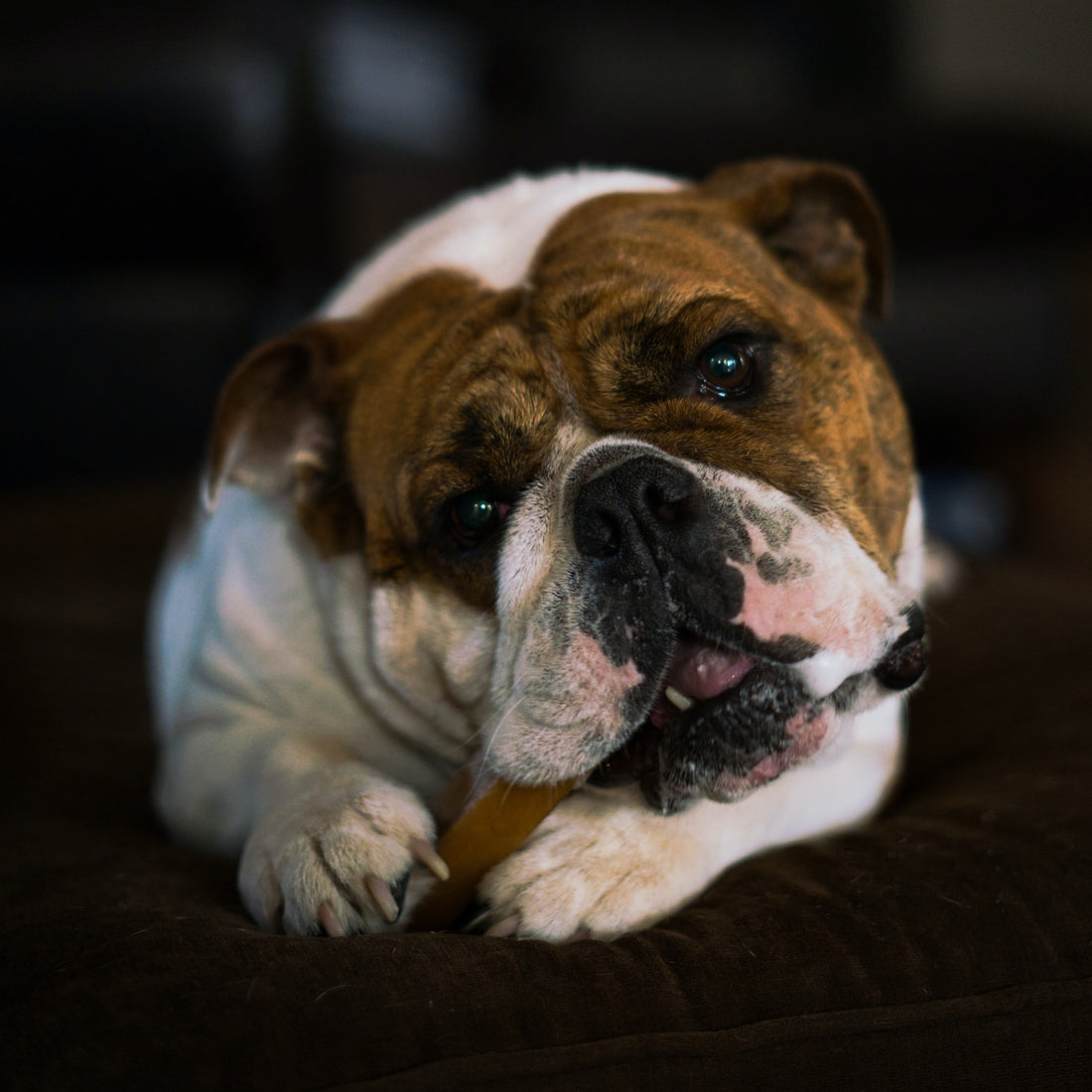 Consejos para Reducir el Estrés en Perros: Beneficios de los Mordedores y Snacks Naturales en Situaciones Estresantes