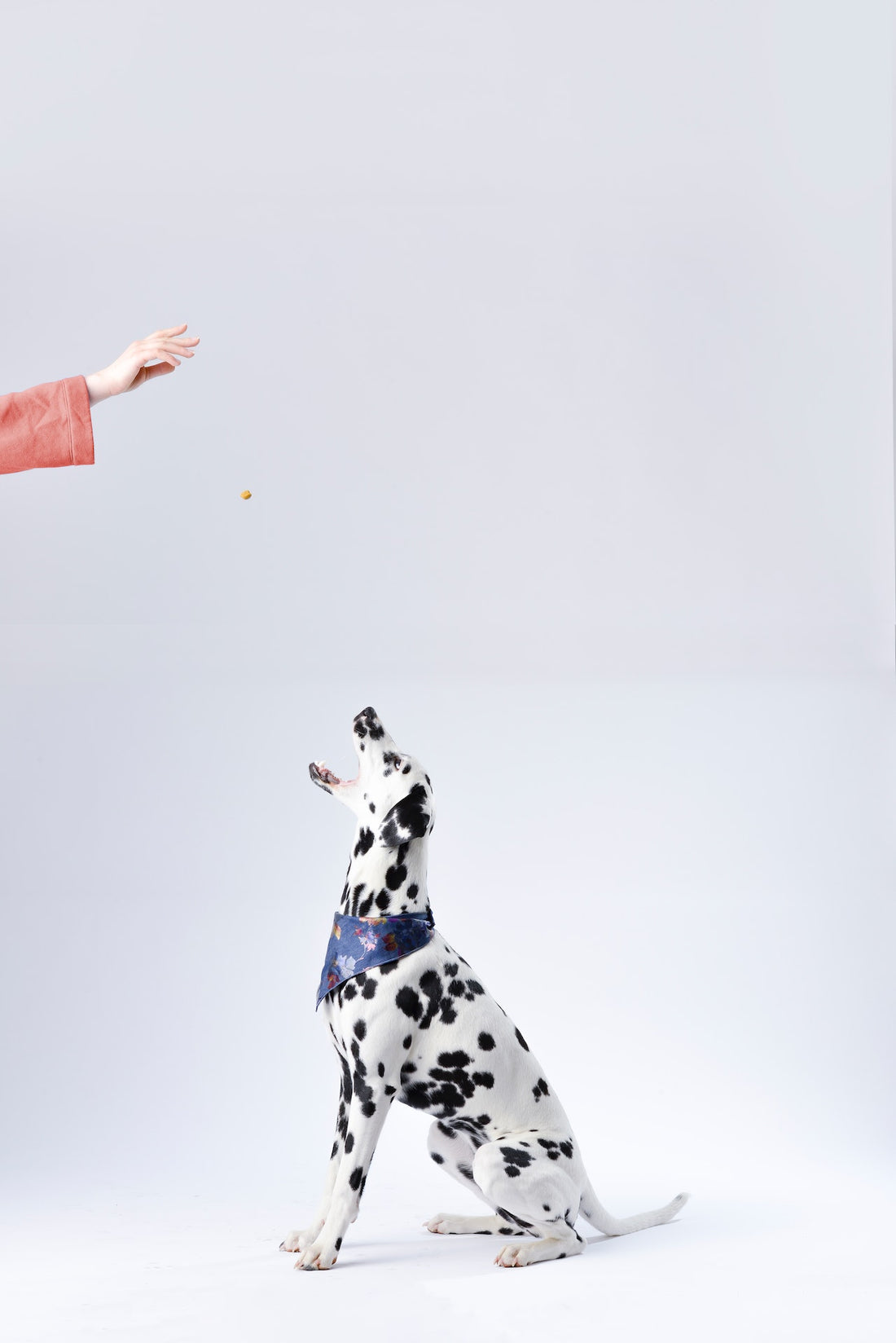 Snacks Hipoalergénicos para Perros: Una Alternativa Sana y Segura ante las Alergias y el IBD