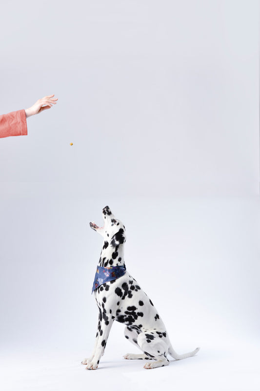 Snacks Hipoalergénicos para Perros: Una Alternativa Sana y Segura ante las Alergias y el IBD