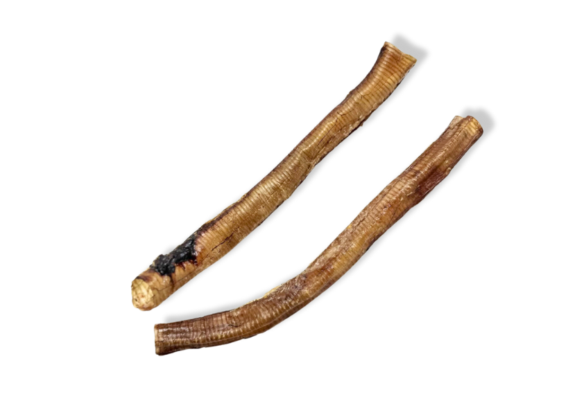 traqueias de avestruz