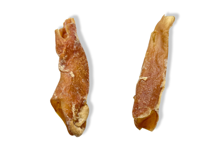 Aorta de cavalo