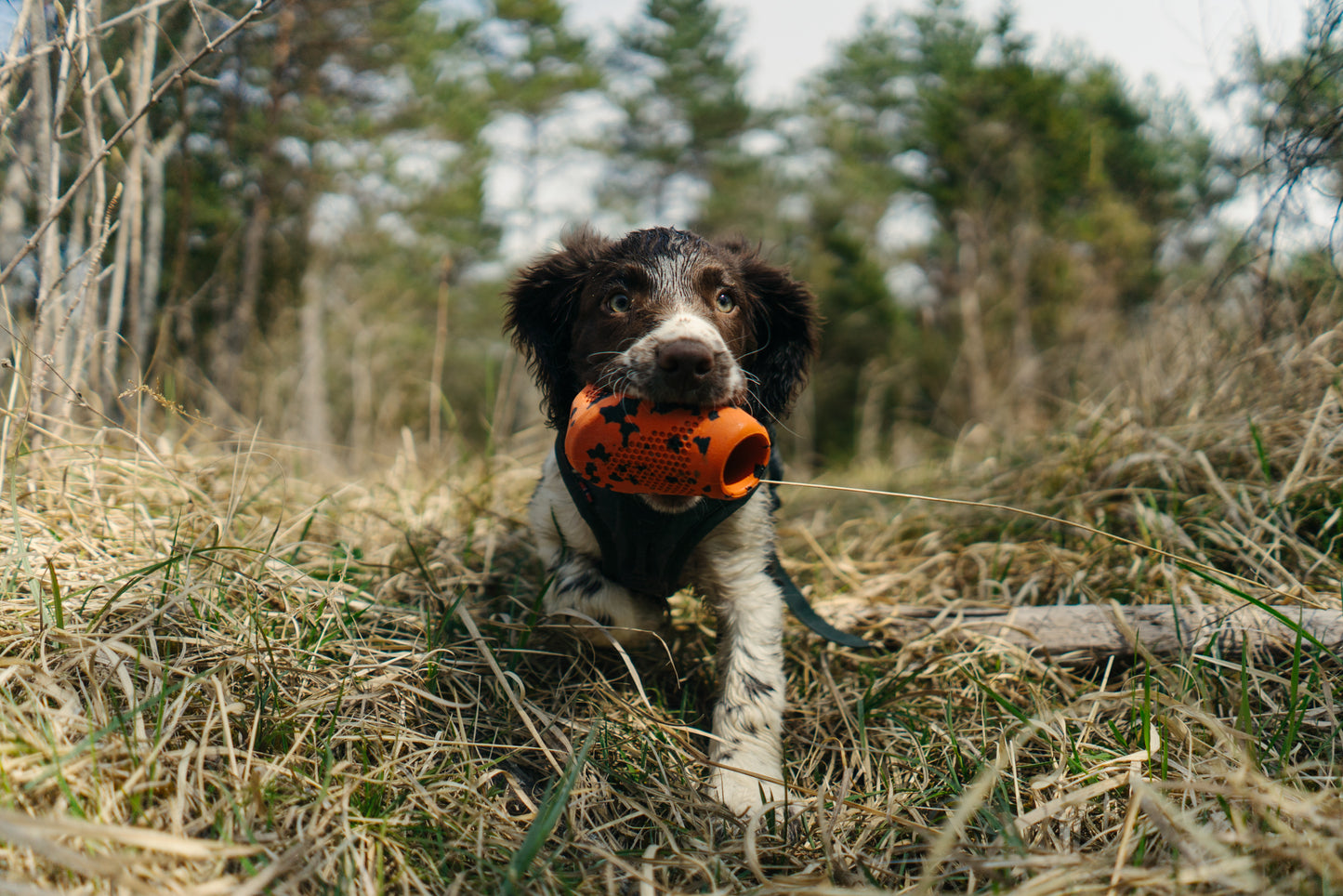 Dog Throw Toy | Caucho Natural | Juguetes Non-Stop Dogwear