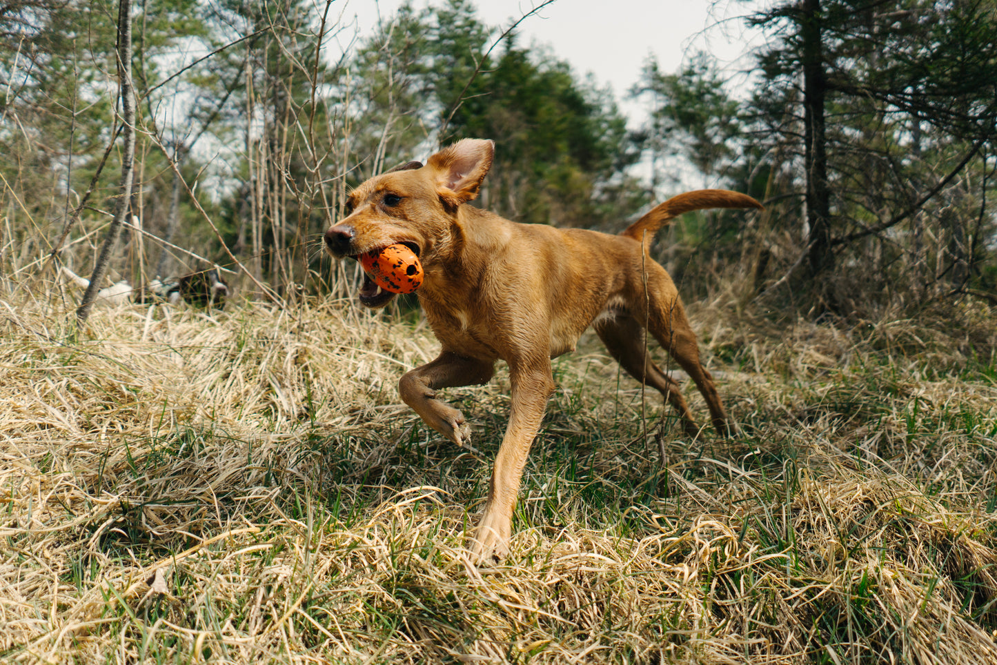 Dog Throw Toy | Caucho Natural | Juguetes Non-Stop Dogwear