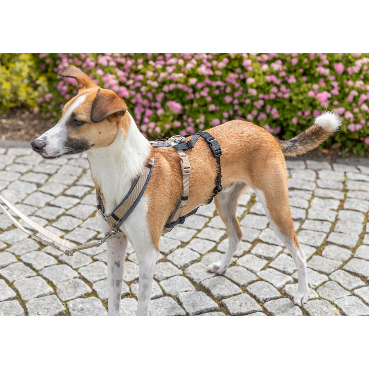Adaptador - Transforma quase qualquer arnês num arnês à prova de fugas - Trixie (especial para cães fugitivos)