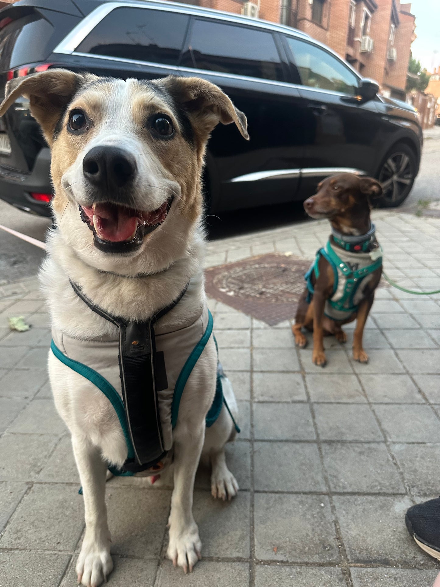 Chaleco refrescante - Non stop Dogwear