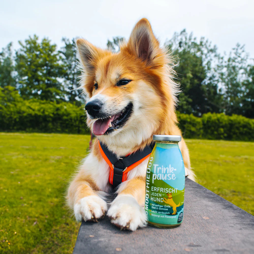Batido de pato para cães 🦆🥕