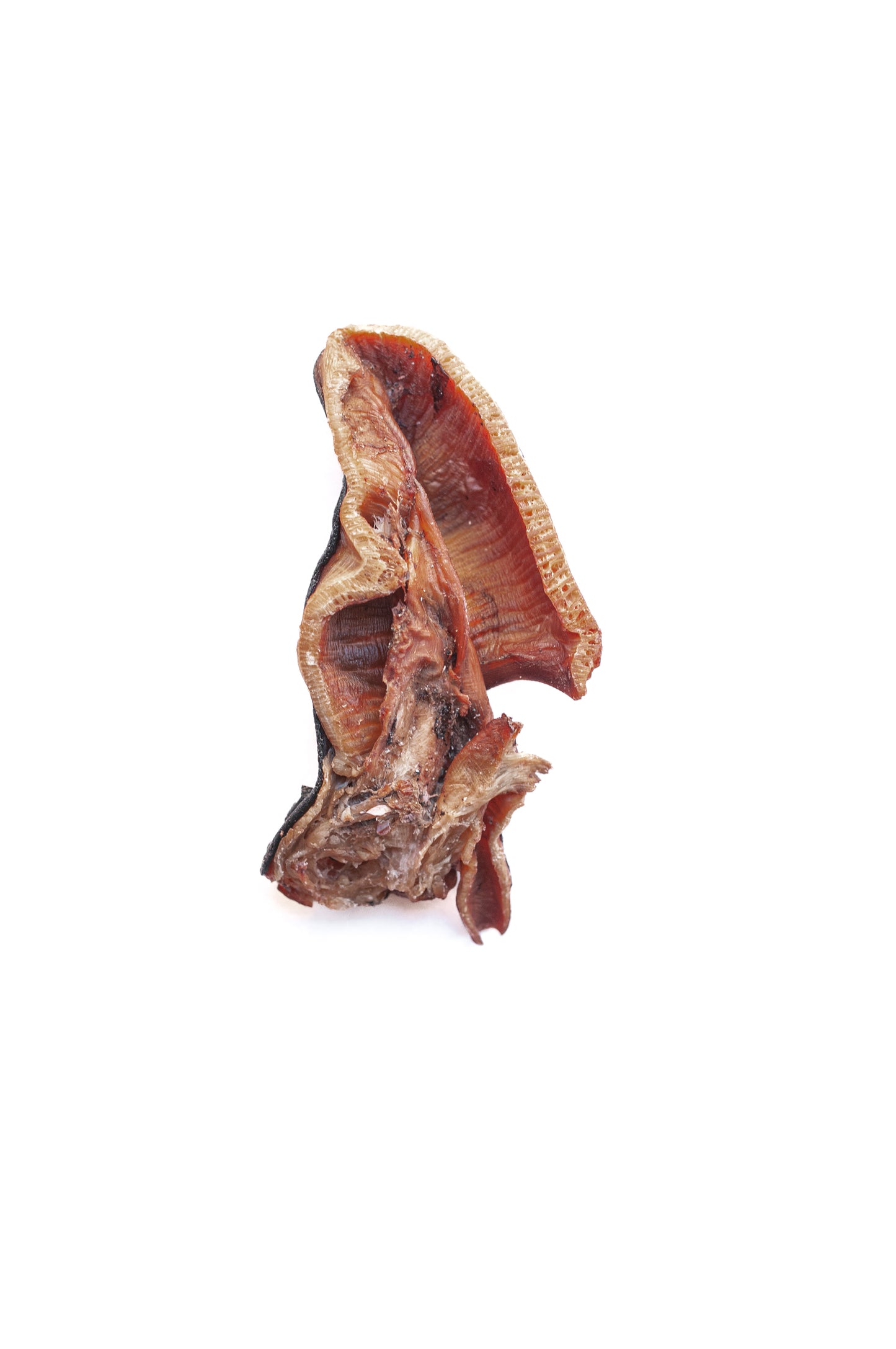 Cabezas de Pulpo deshidratadas