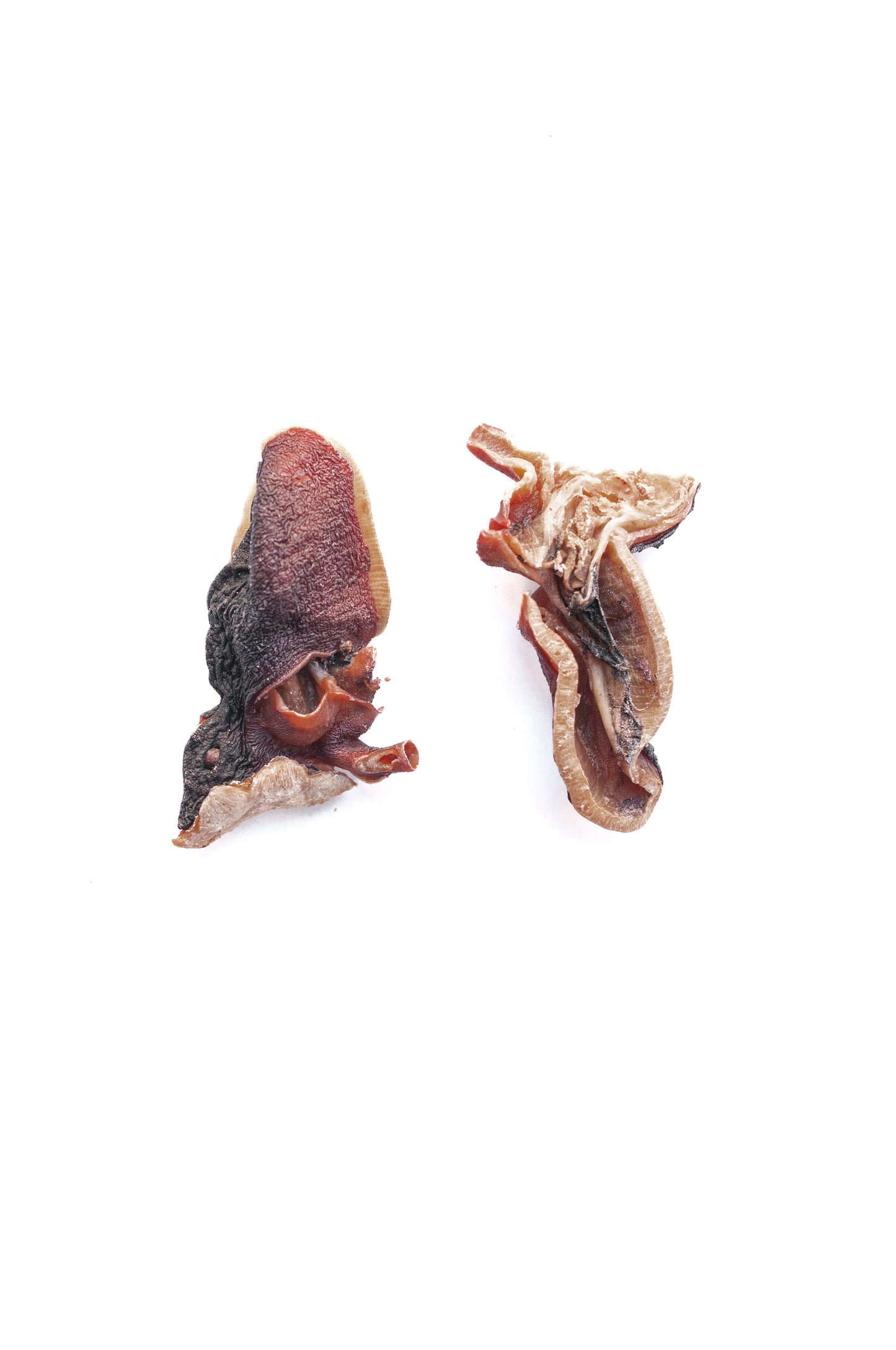 Cabezas de Pulpo deshidratadas