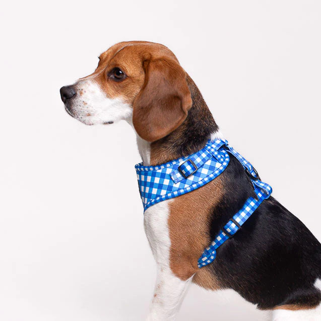 Arnés Ajustable Pollo y Paco VICHY - Azul