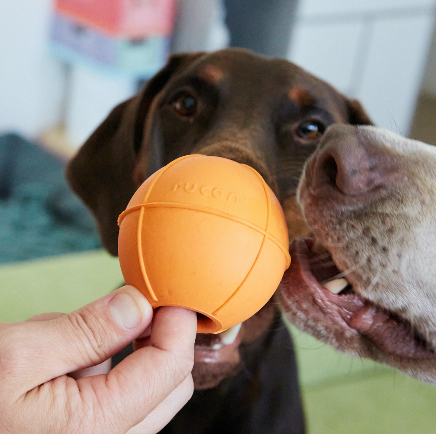 Pelota para Perros - Dogball mediana naranja - RUCAN