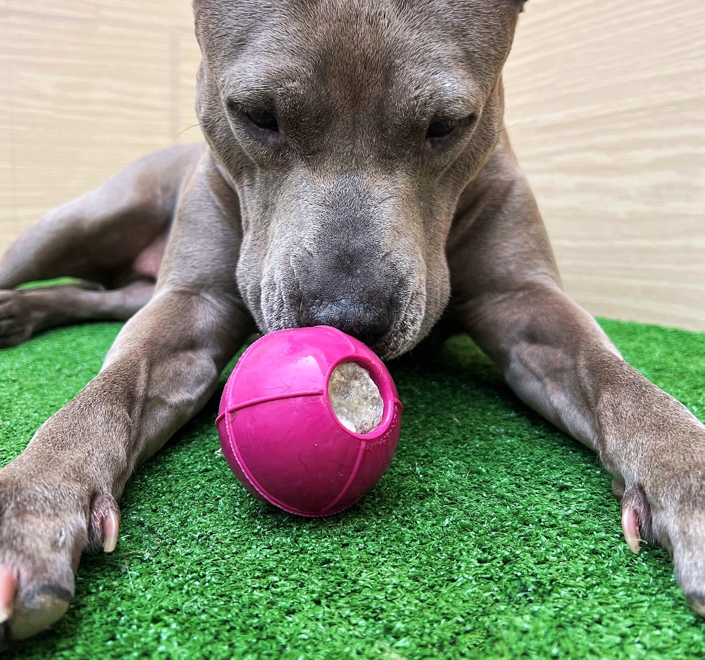 Dogball mediana Lila - RUCAN - Pelota para Perros Dureza Alta
