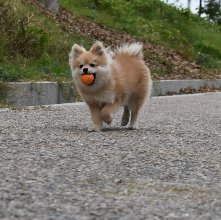 Pelota para Perros - Dogball pequeña naranja - RUCAN