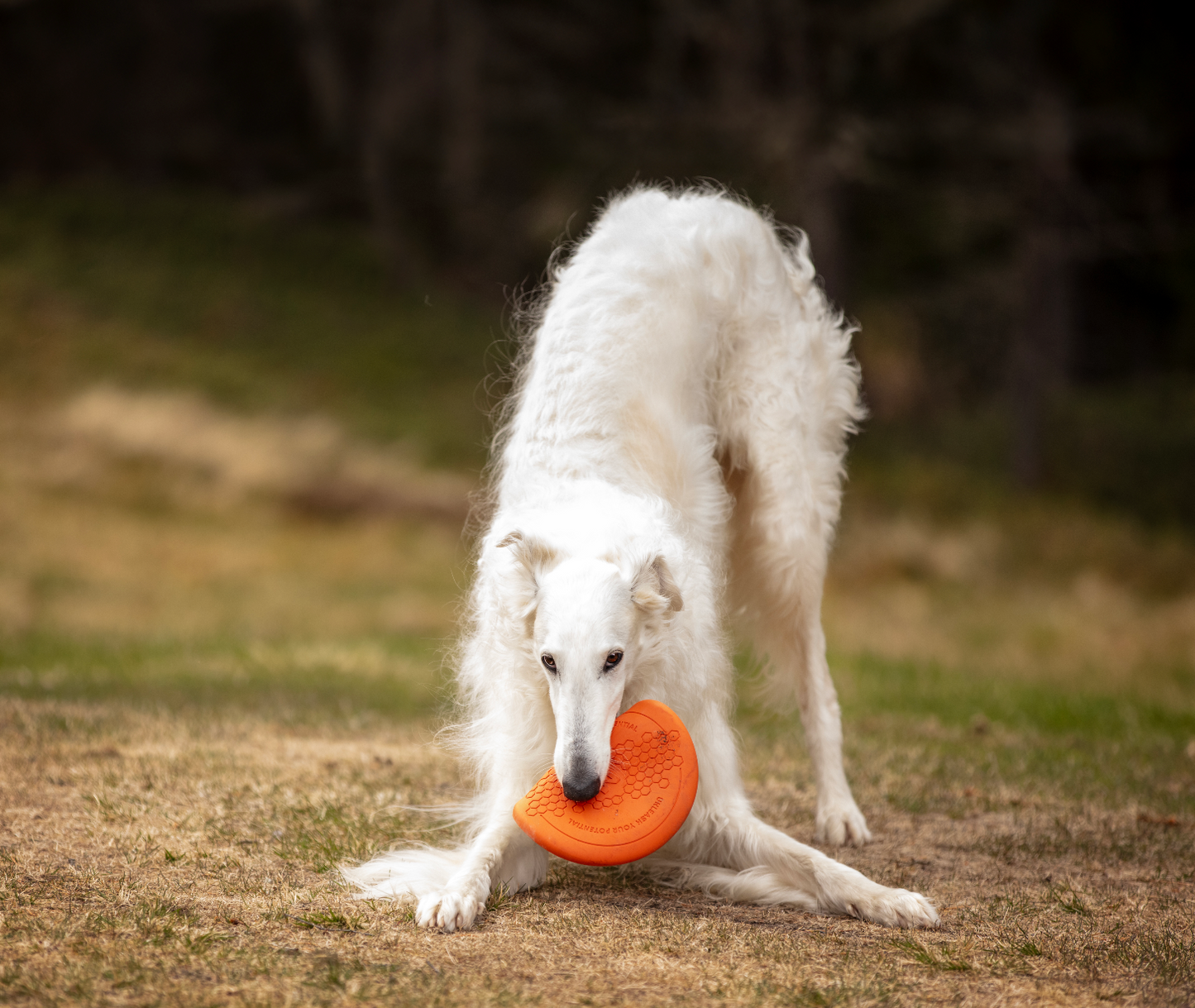 Frisbee (Flying Disc) | Caucho Natural | Juguetes Non-Stop Dogwear