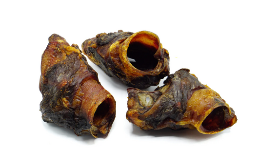 Horse Larynx