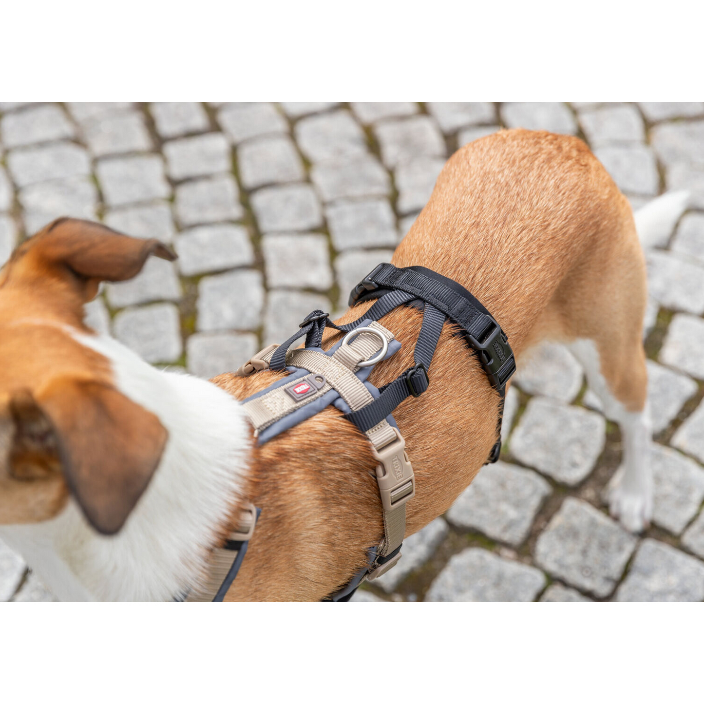 Adaptador - Transforma quase qualquer arnês num arnês à prova de fugas - Trixie (especial para cães fugitivos)