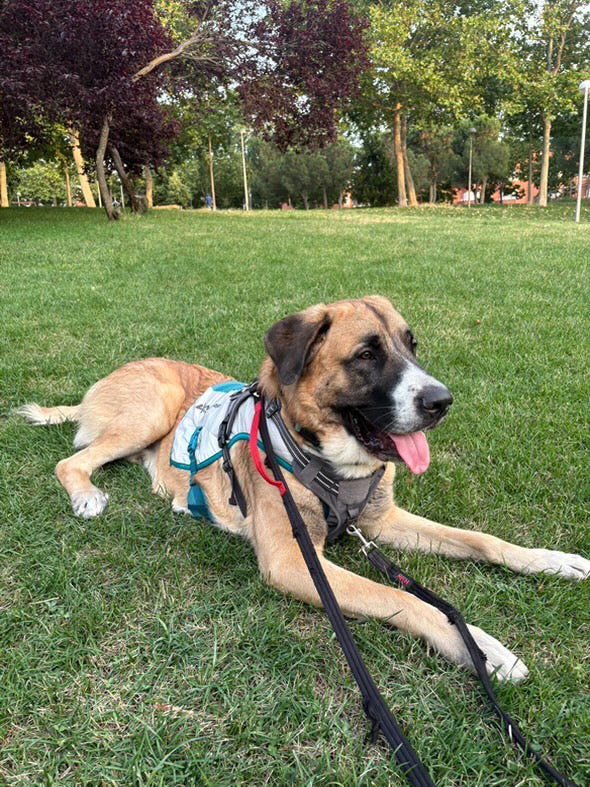 Chaleco refrescante - Non stop Dogwear