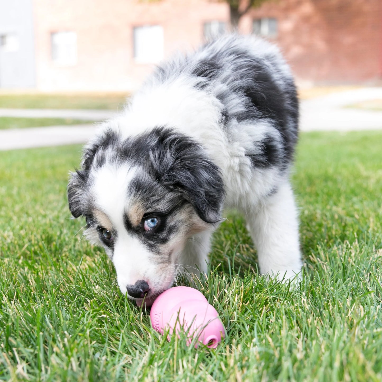 Kong Puppy para cachorros