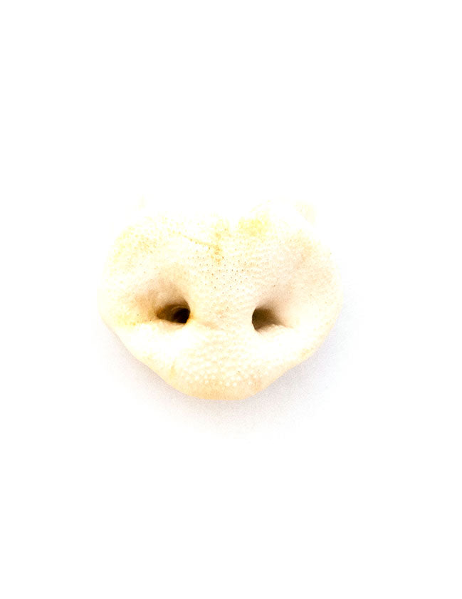 pig snout