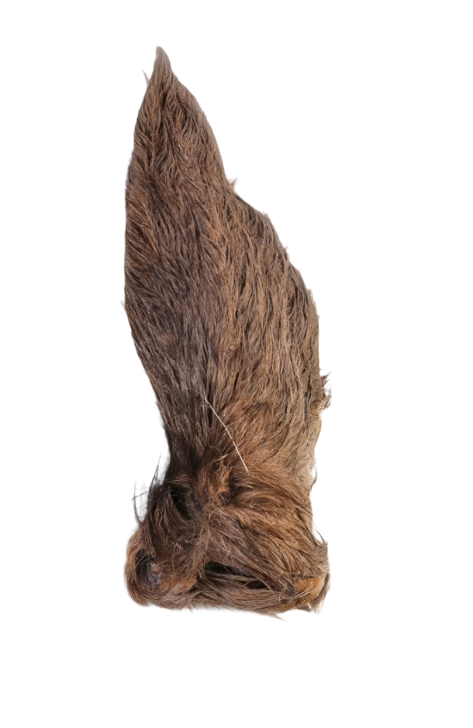Orelha de corça com cabelo