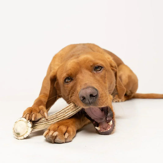 Mordedores seguros para perros: cuáles recomiendo y cuáles no compraría