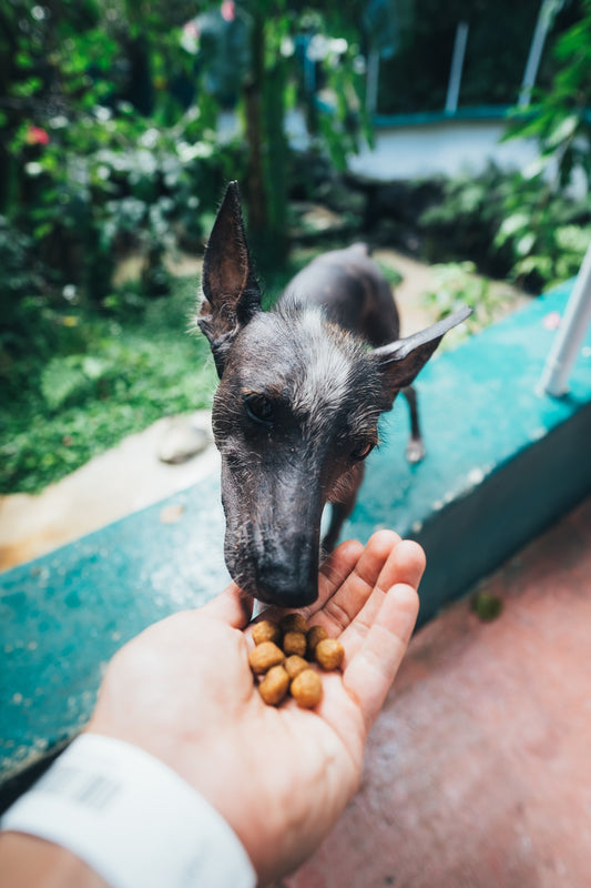 Cantidad diaria recomendada de snacks para perros: Más allá de una simple respuesta