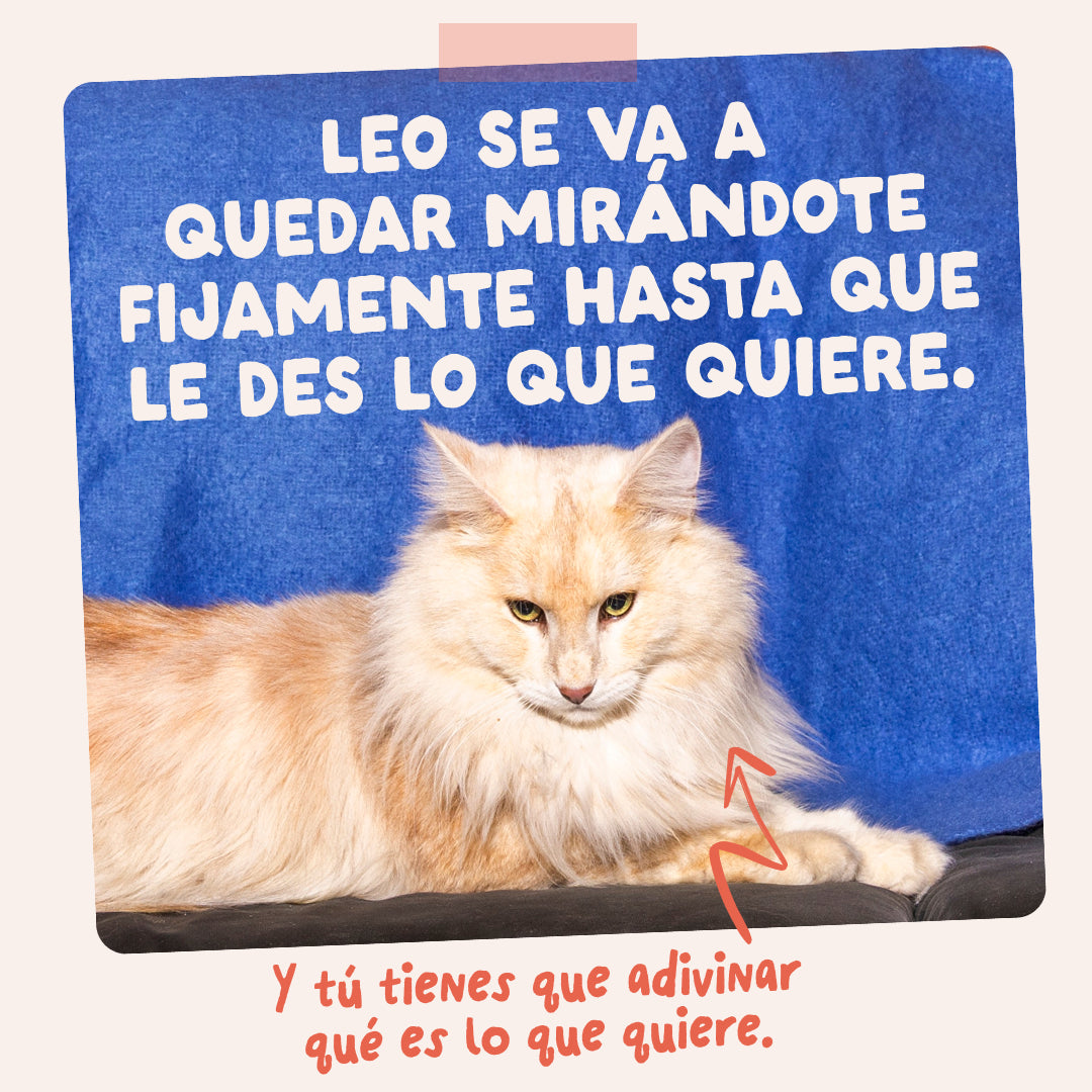 Edgard & Cooper |Trucha y Pollo en salsa | Pouches 85g para gato