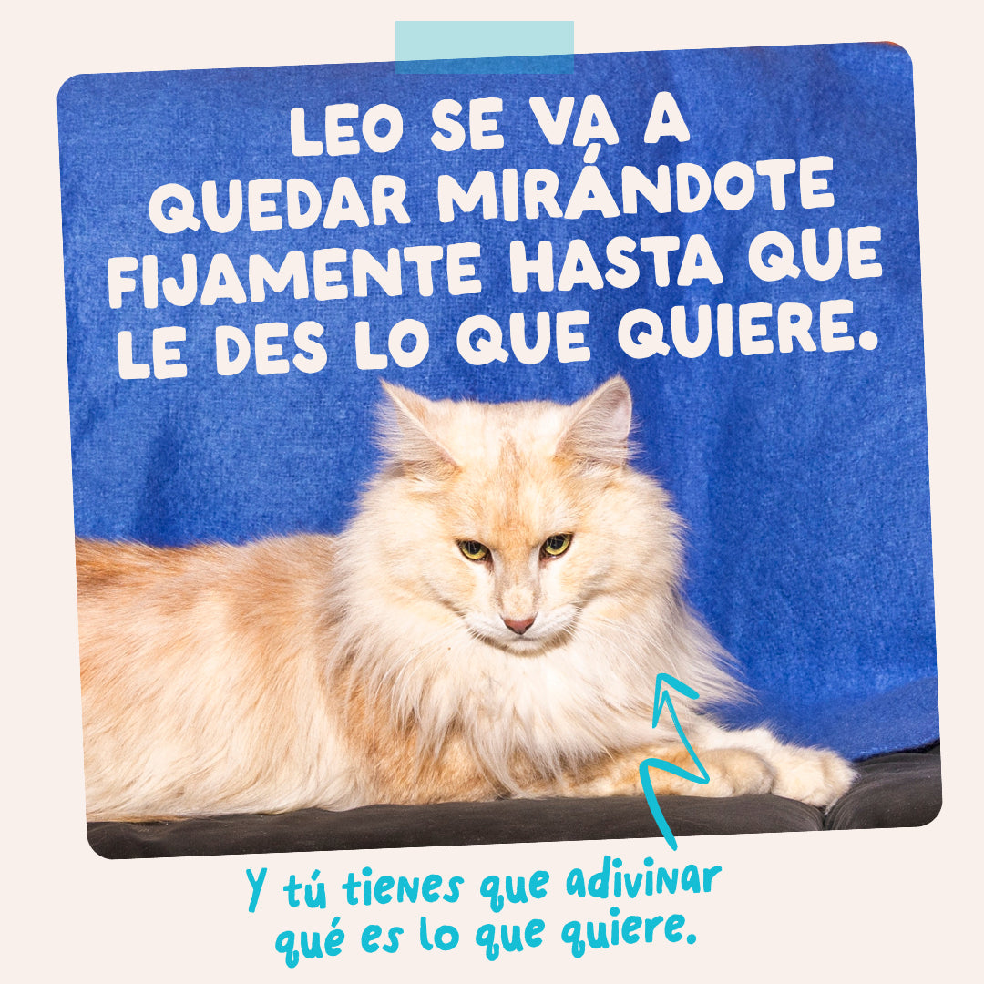Edgard & Cooper |Atún y Pollo en salsa | Pouches 85g para gato