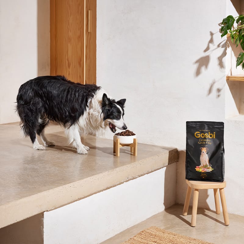 Gosbi | Exclusive Grain Free Dog Adult Senior Medium with Turkey (Pavo)