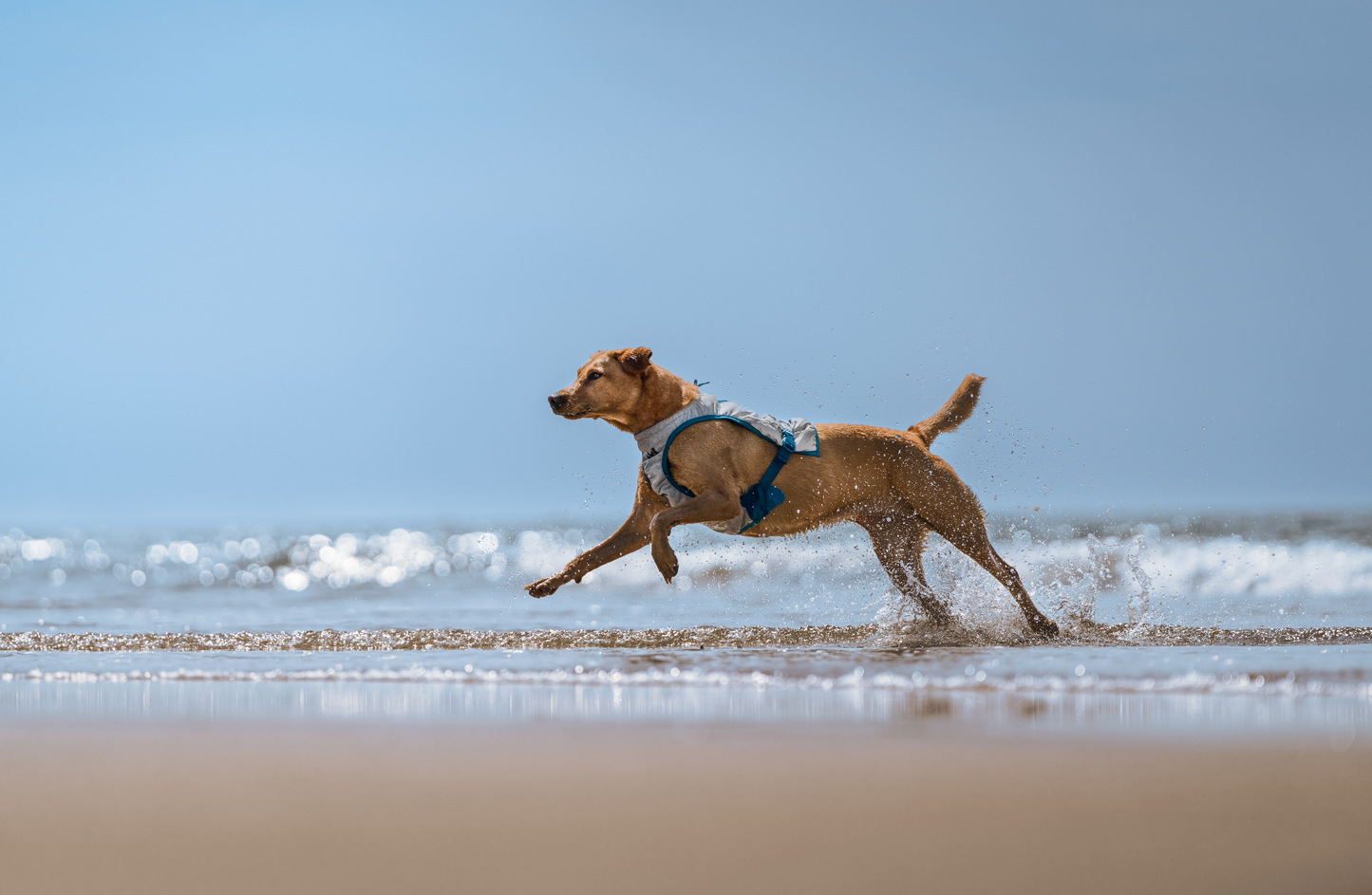 Chaleco refrescante - Non stop Dogwear