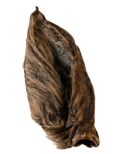 Oreja de caballo con pelo