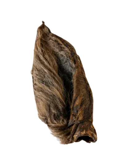 Oreja de caballo con pelo
