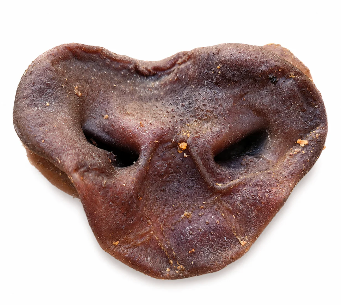 pig snout