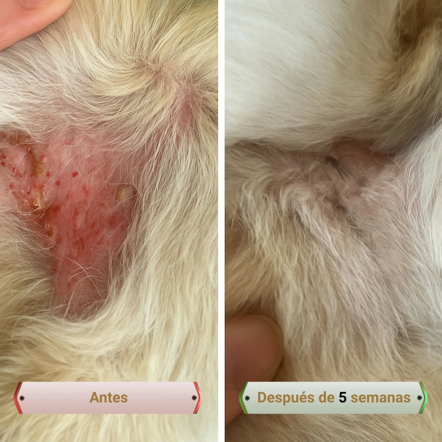 PicorFix Hypo Chews | La solución para los picores | Silverwoof