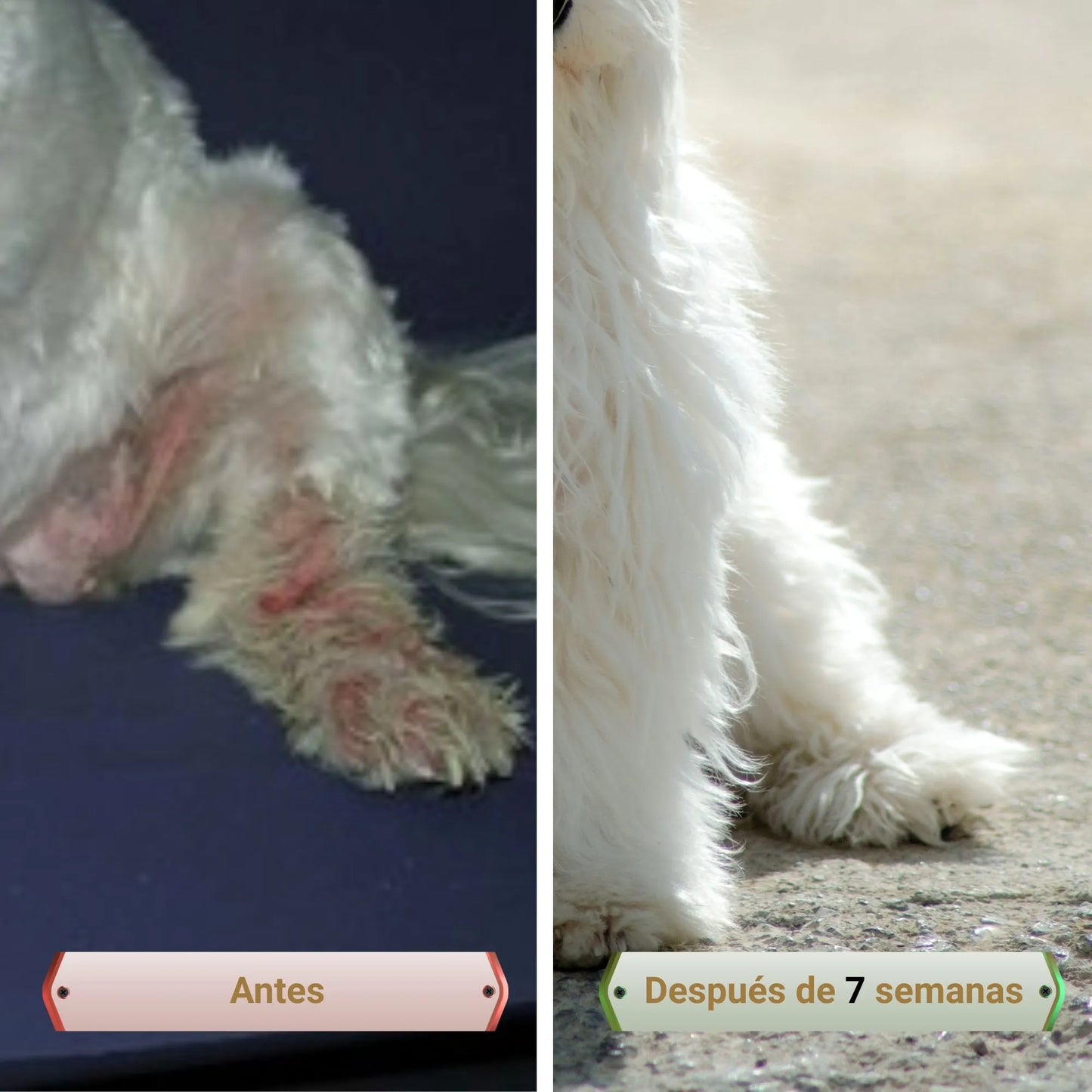 PicorFix Hypo Chews | La solución para los picores | Silverwoof