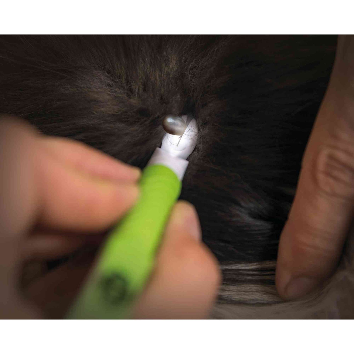 Pinzas para quitar garrapatas con luz LED | Color aleatorio