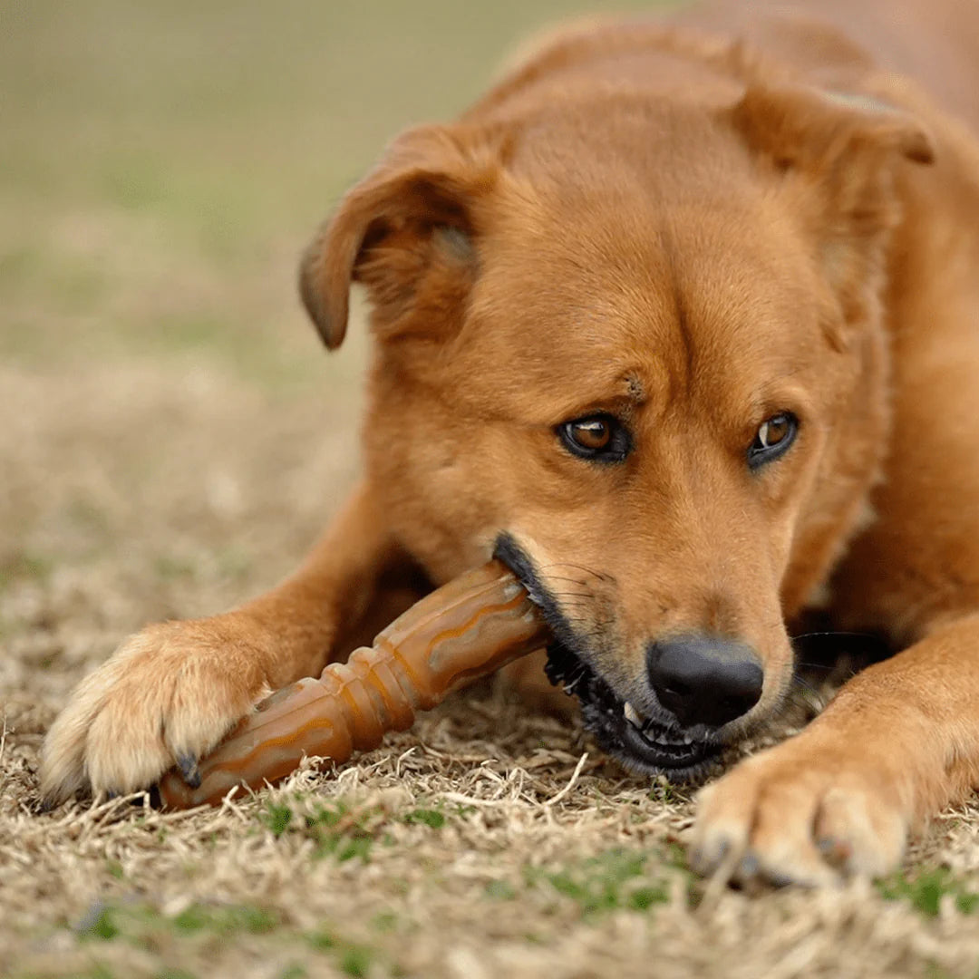 Juguete para Perros - Retorn Rub Flosser