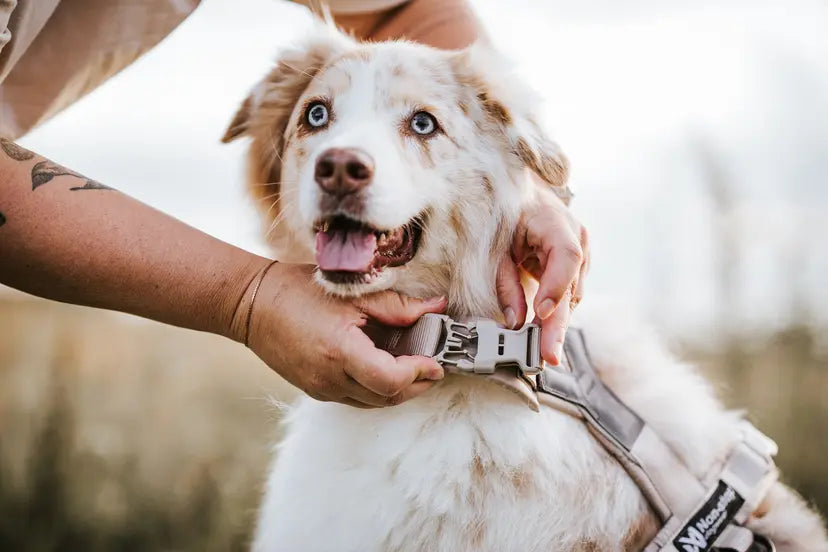 Trekking line harness CLIP'N™ - Non-Stop Dogwear - Por encargo