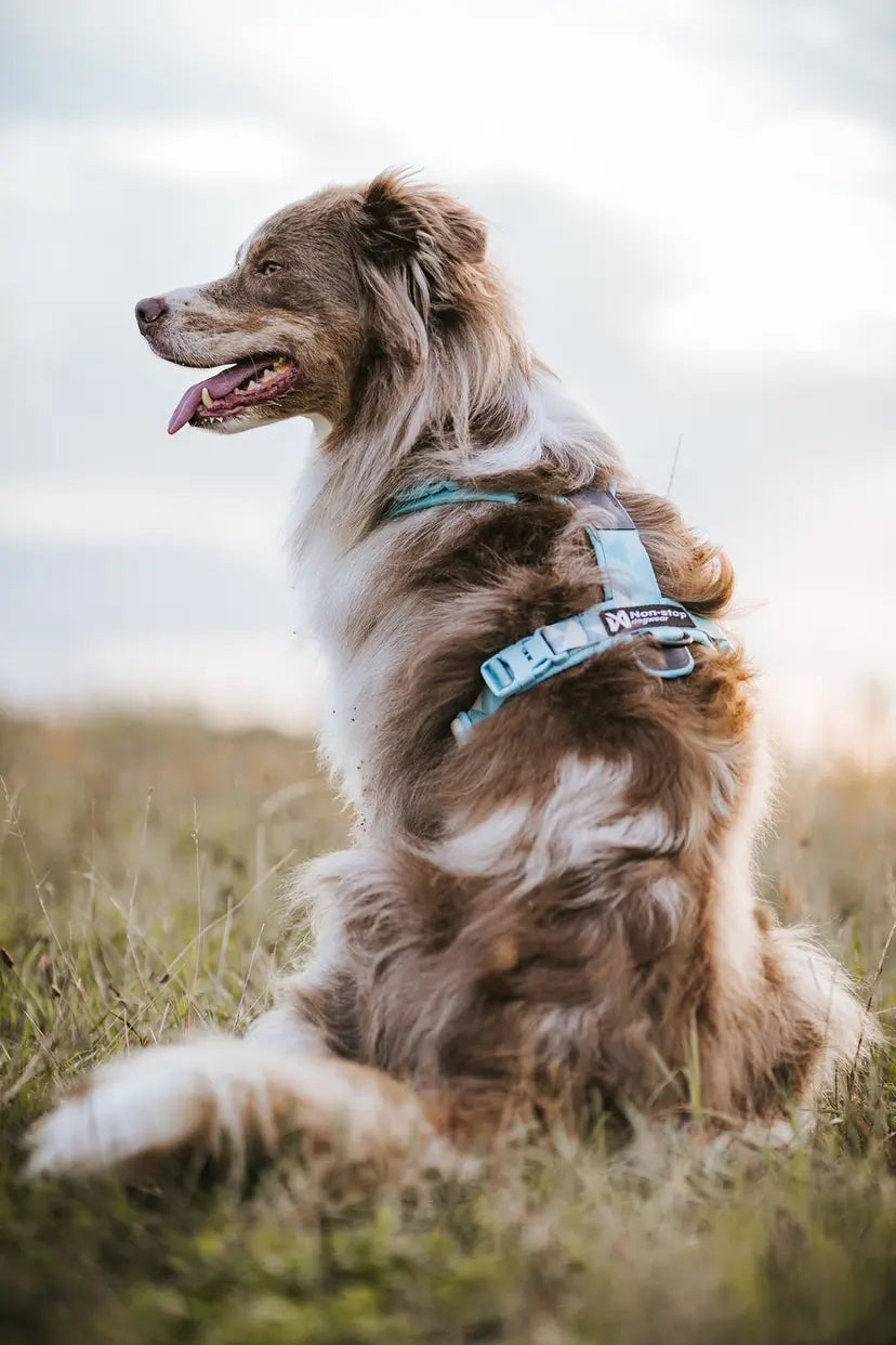 Trekking line harness CLIP'N™ - Non-Stop Dogwear - Por encargo