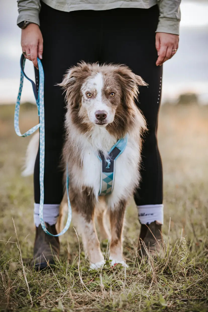 Trekking line harness CLIP'N™ - Non-Stop Dogwear - Por encargo