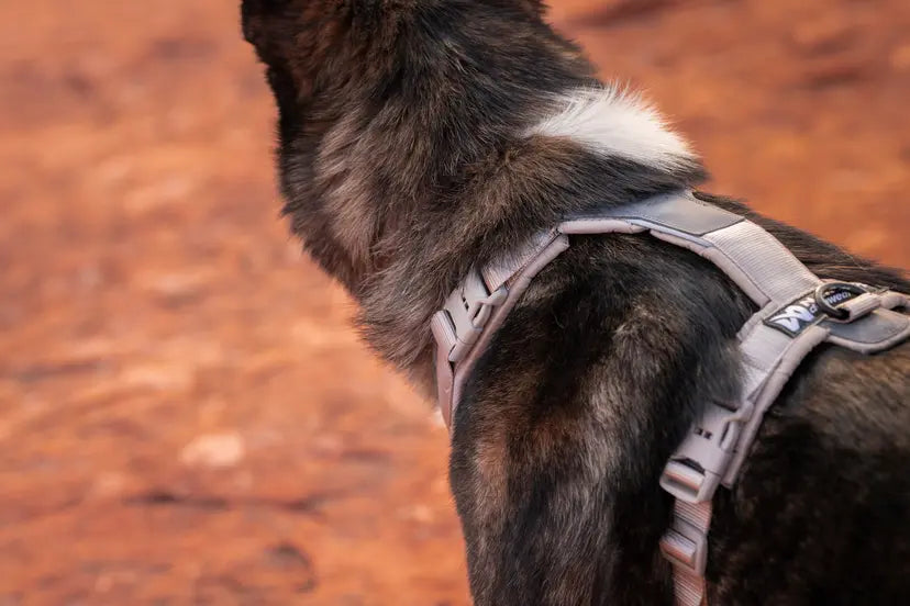 Trekking line harness CLIP'N™ - Non-Stop Dogwear - Por encargo