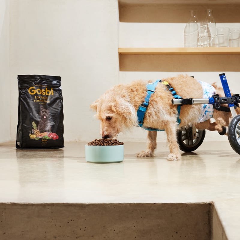 Gosbi | Exclusive Grain Free Dog Adult Mini Fish with Lamb