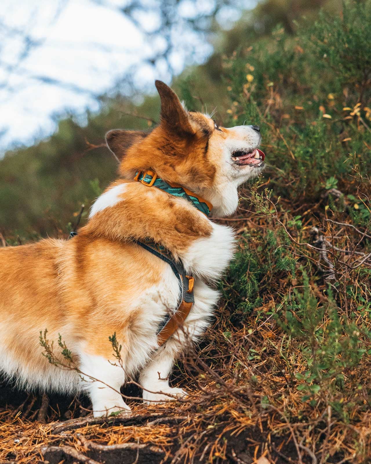 Non-stop dogwear Trail quest collar Rachel Pohl edition collar colorido exclusivo perro - Non-Stop Dogwear